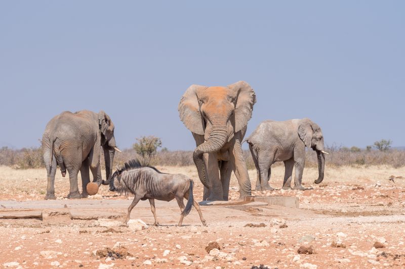 Damaraland Elephants