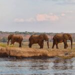 Three elephants